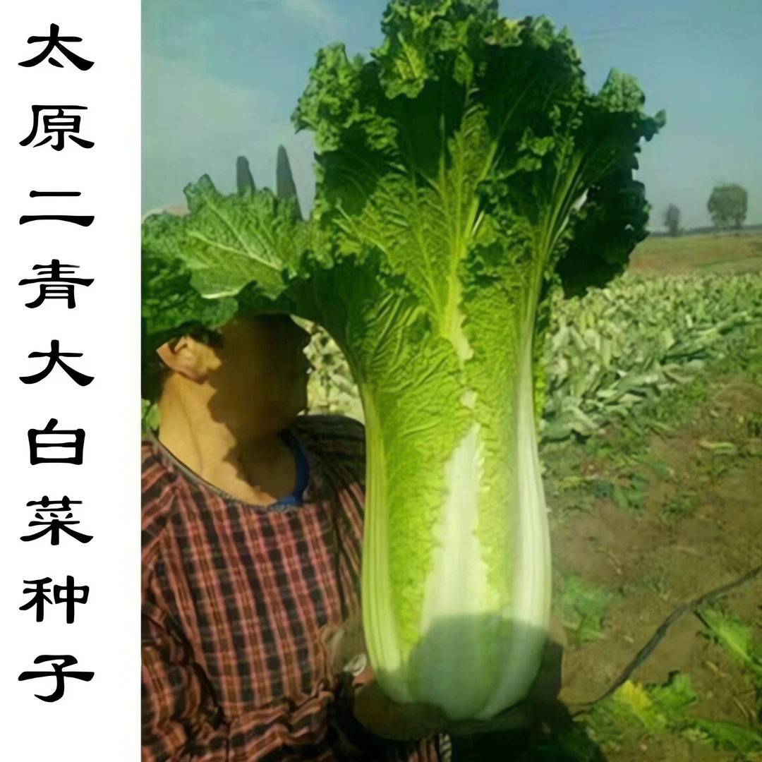 太原二青大白菜种子天津青麻叶种籽高筒长白菜种孑高产四季播蔬菜