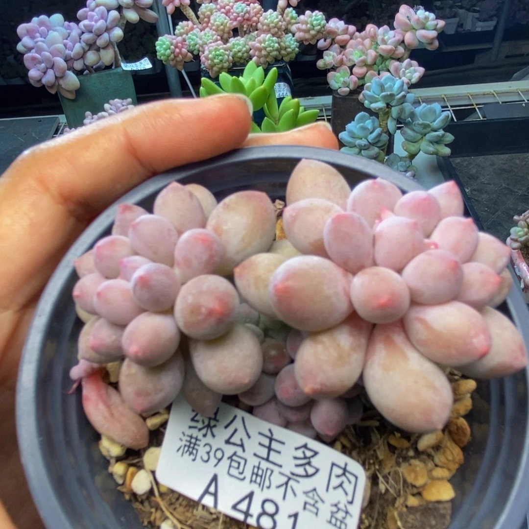 481香水手指奶多肉6c m