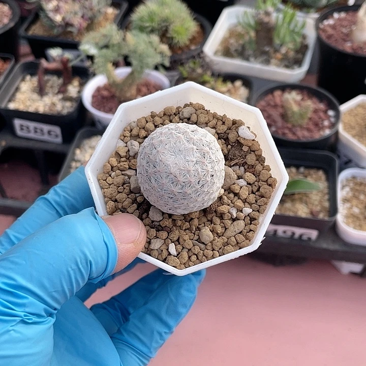 森***燚696白鸟仙人球植物