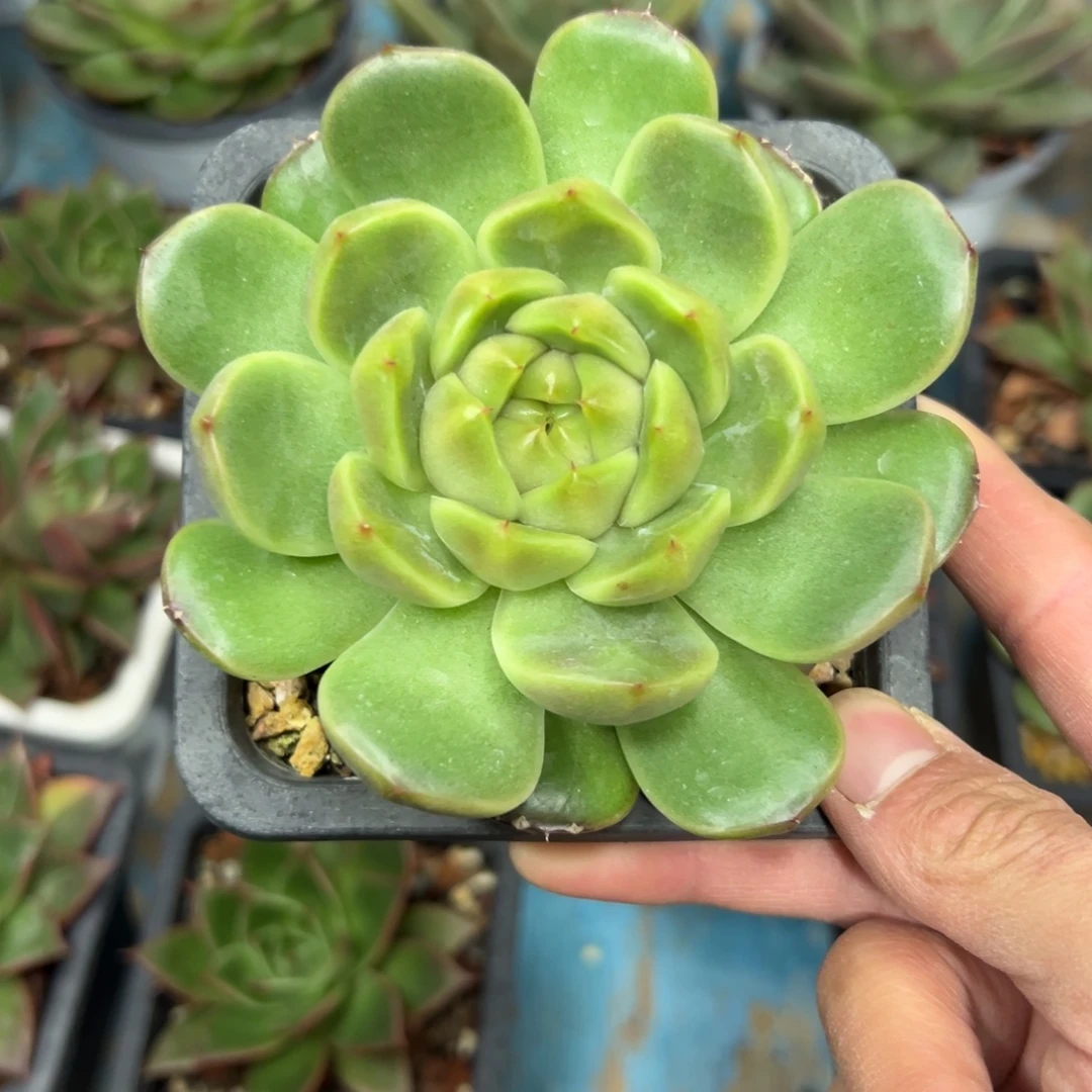 多肉植物一物一拍（23号）