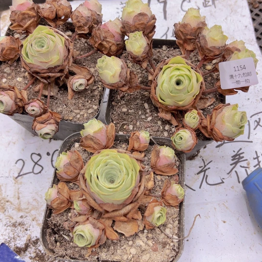 1154 侧牙掉了不包损无售后