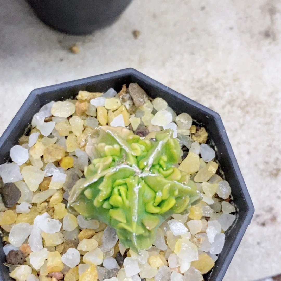 麦****仙人球核桃实生带盆