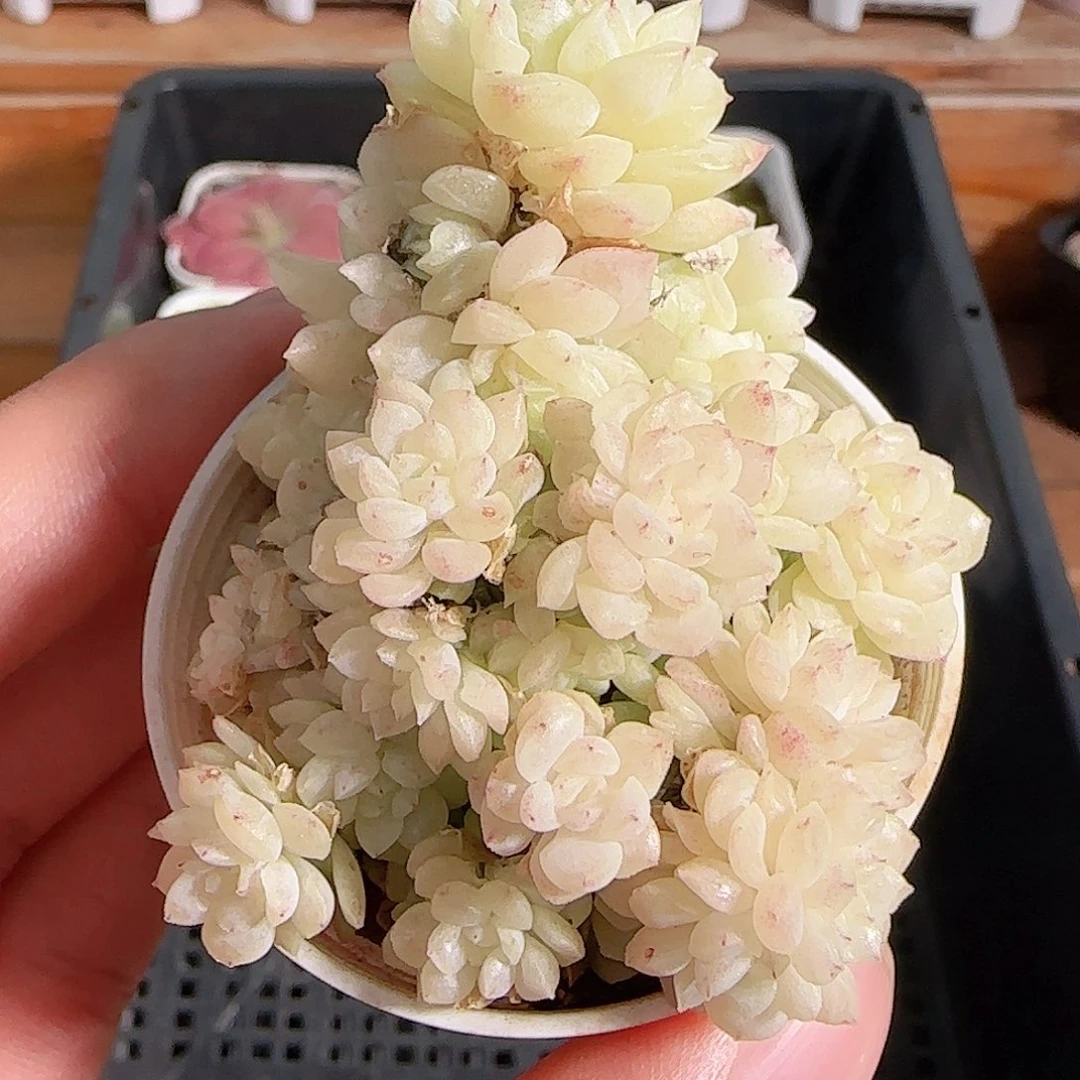 多肉1105--300麦秆群