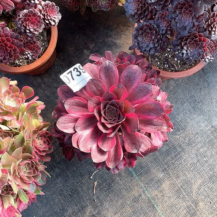 多肉美金玫瑰锦法师0739