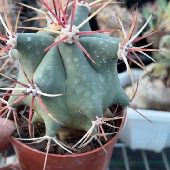 当前无花栽培后可以开花实生江守玉