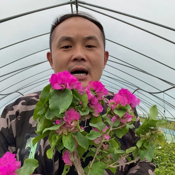 完全开放水红宫粉三角梅不售后