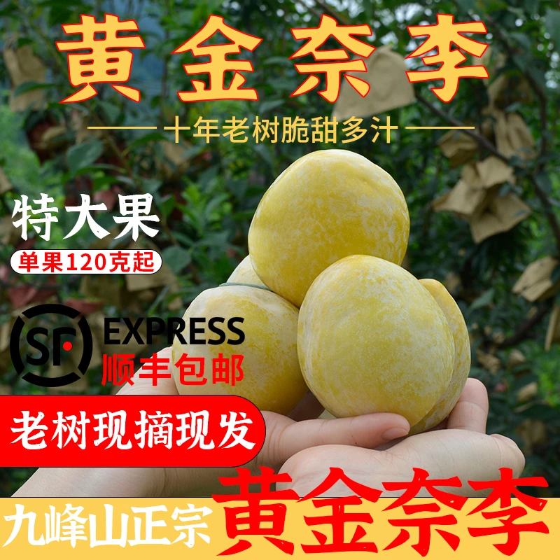 正宗乐昌九峰黄金奈李大果当季新鲜现摘孕妇水果脆甜李子5斤10斤