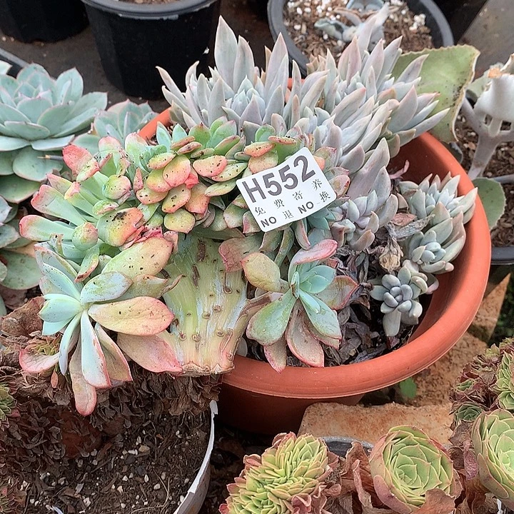唐***啦暮光之城缀化  非偏远38包邮 节后发