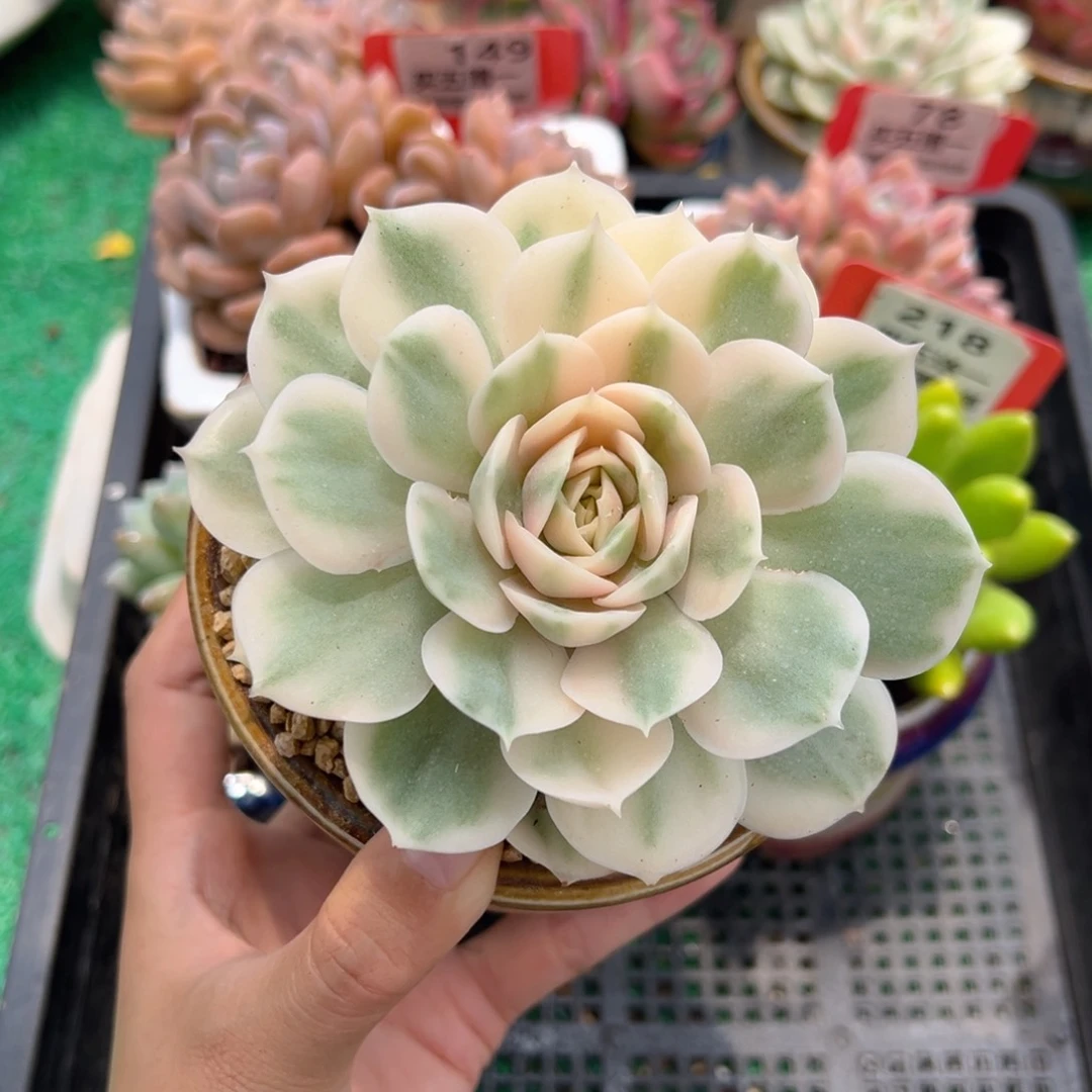 表妹精品多肉植物219.