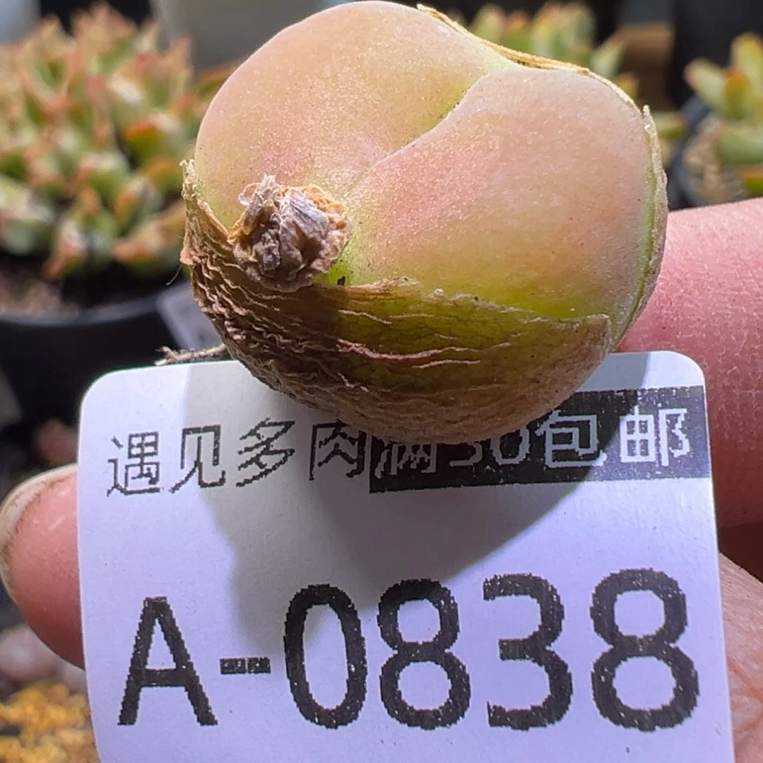 多肉植物111111111111111