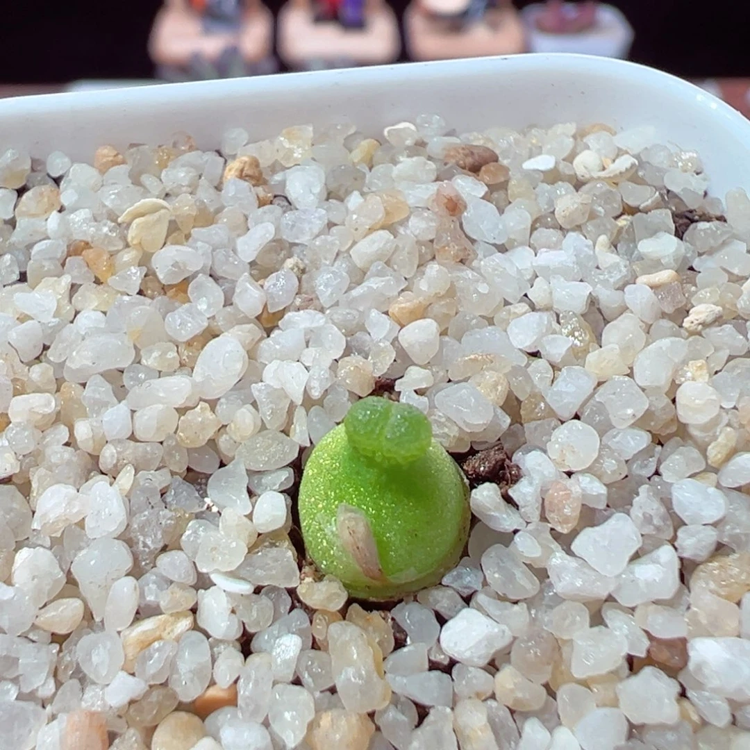 初*五206-319.我是真的不