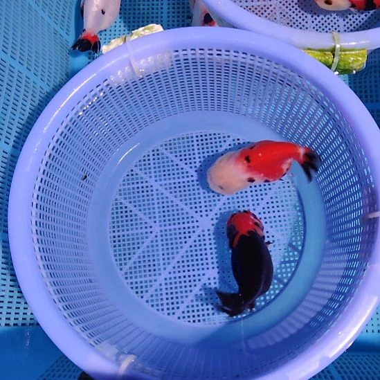 金鱼070兰寿两只特价顺丰包邮