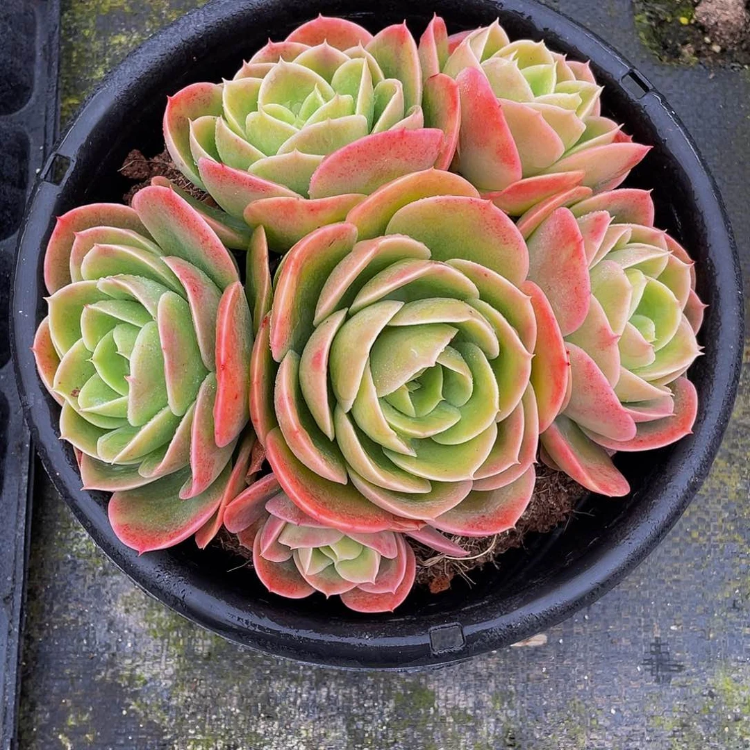 木*花辛纳塔多肉植物