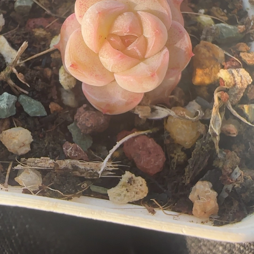 小卡拉米糖心一物一拍