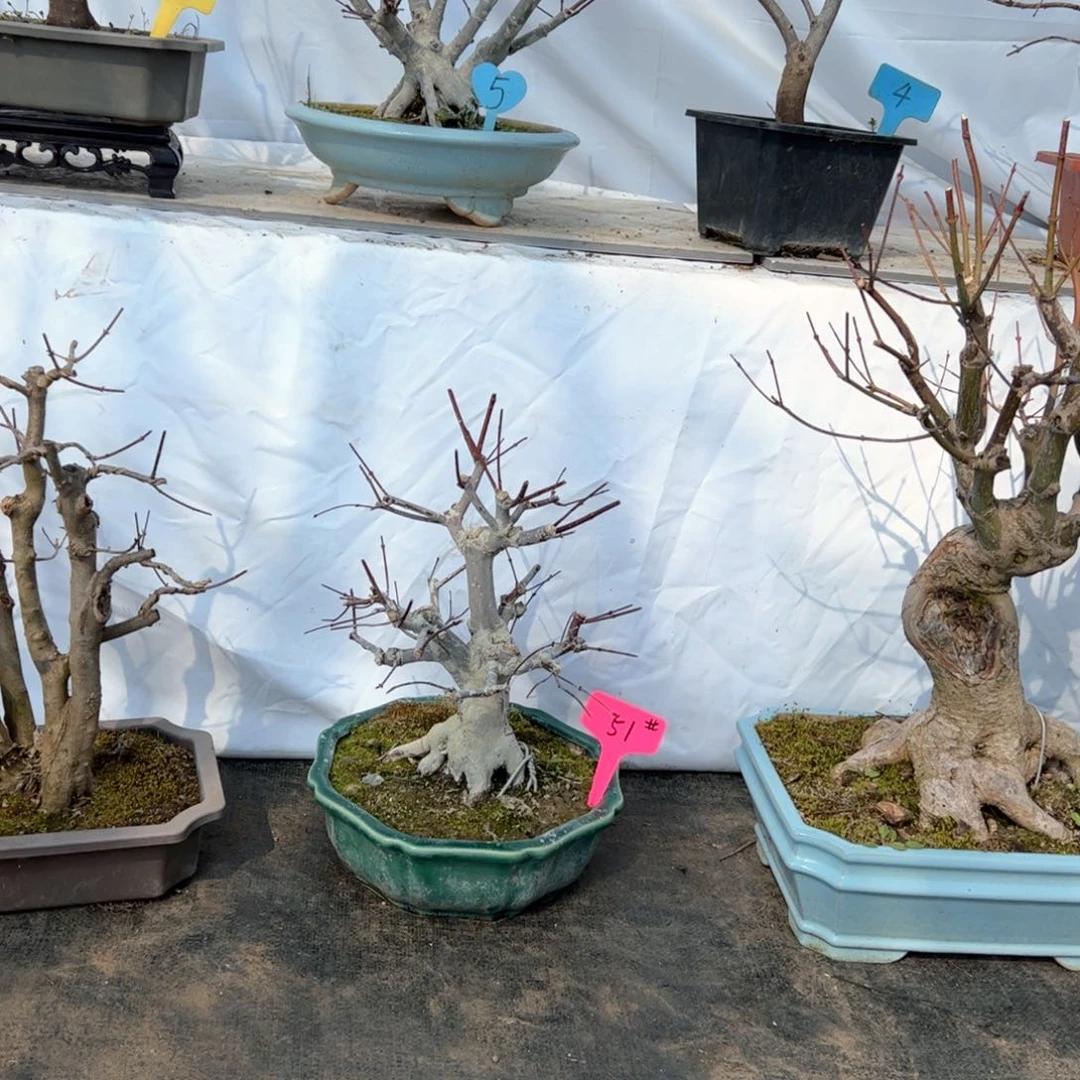 洋*洋枫树枫树枫树枫树