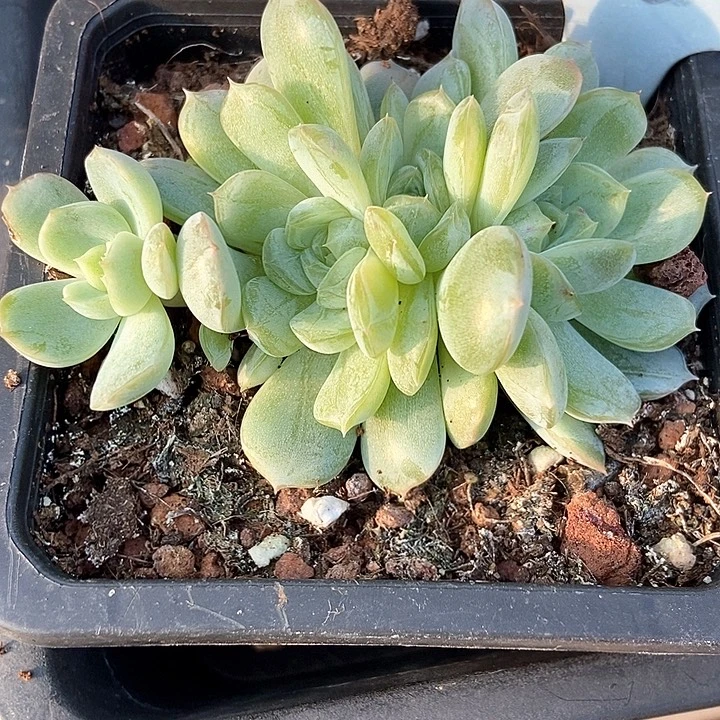 多肉植物白色恋人朵朵6058