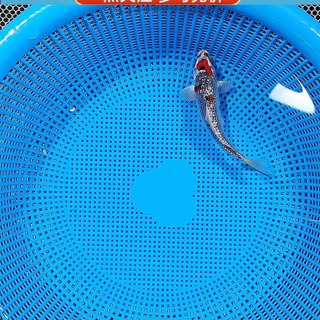 锦鲤丸顶清新系 红银河