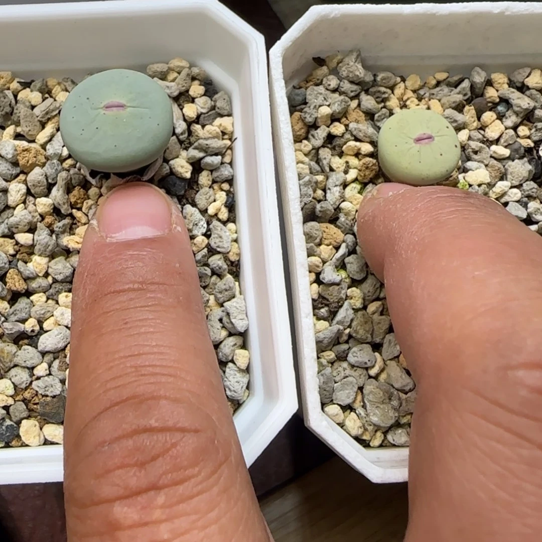 徐***斌dows小红嘴两颗一起