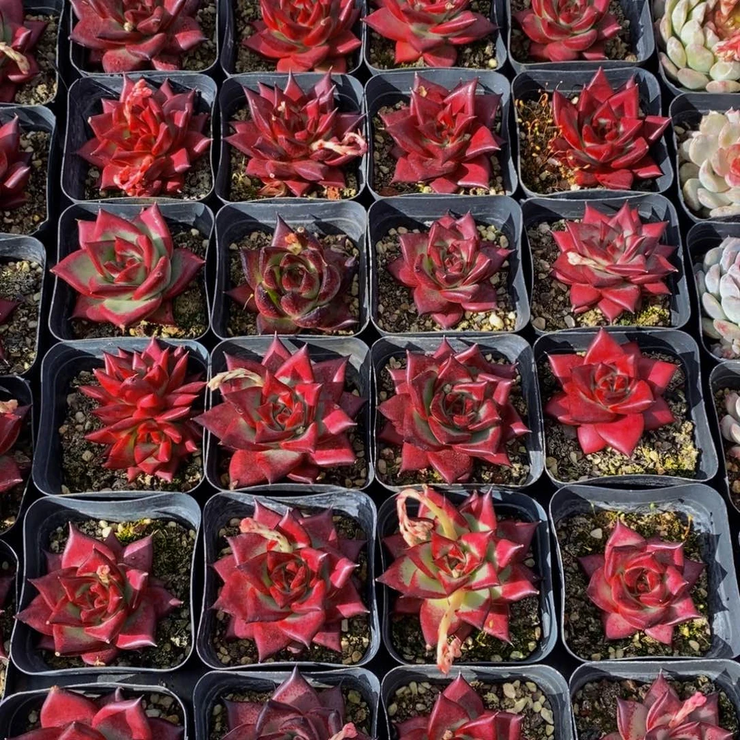 607多肉植物保护研究所