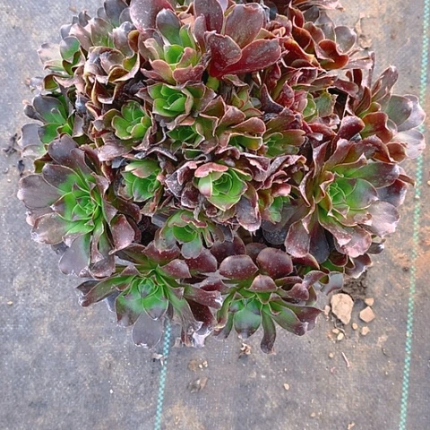 172巫毒多肉植物