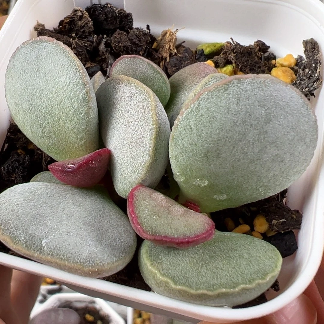 w白月光多肉植物水泡