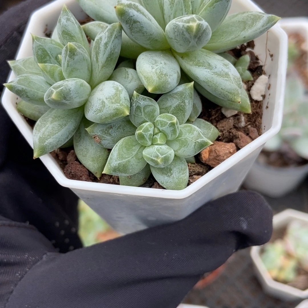 2075伊丽莎白多肉植物