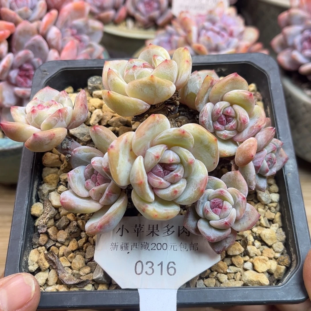 黄底紫心316/12cm8头有砍