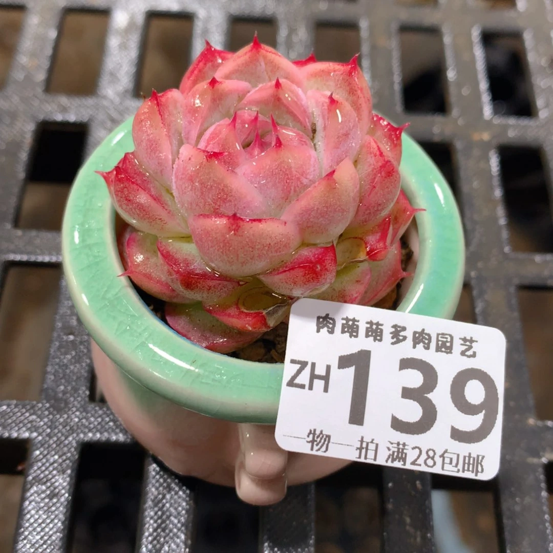 肉萌萌拇指盆精控多肉ZH139