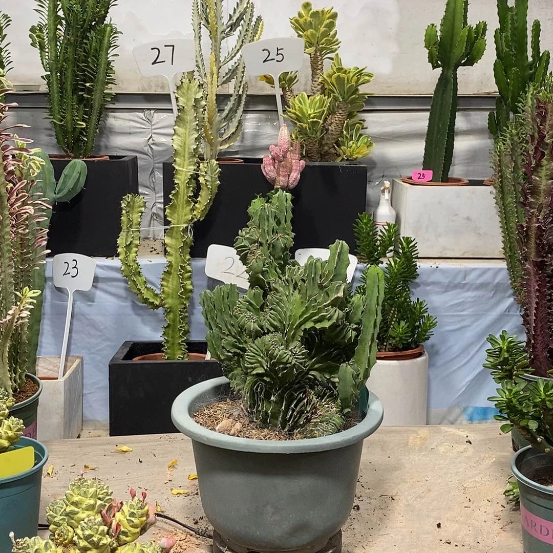 当前无花朵，栽培后可花朵春驹缀化一物一拍