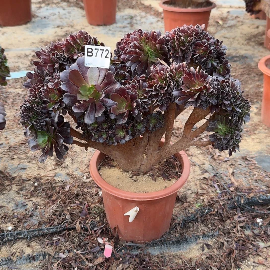 772欧紫一颗呀呀呀