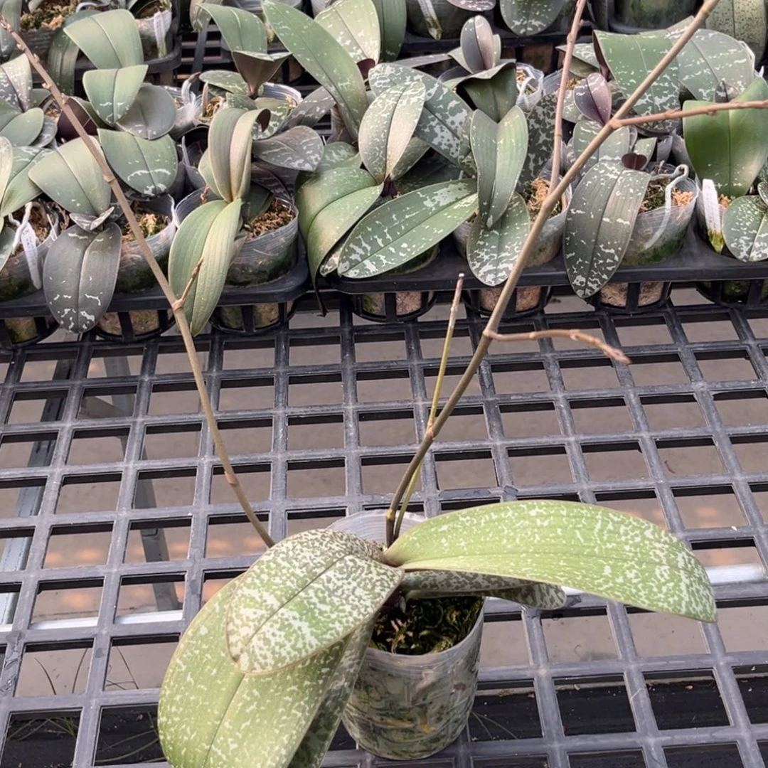 无花朵3.5寸史交西浓香银叶