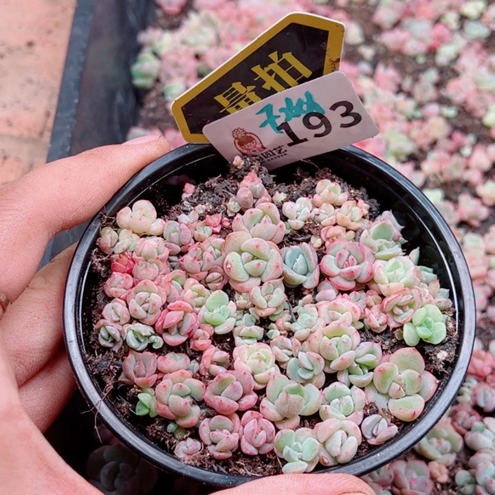 多肉植物多肉植物