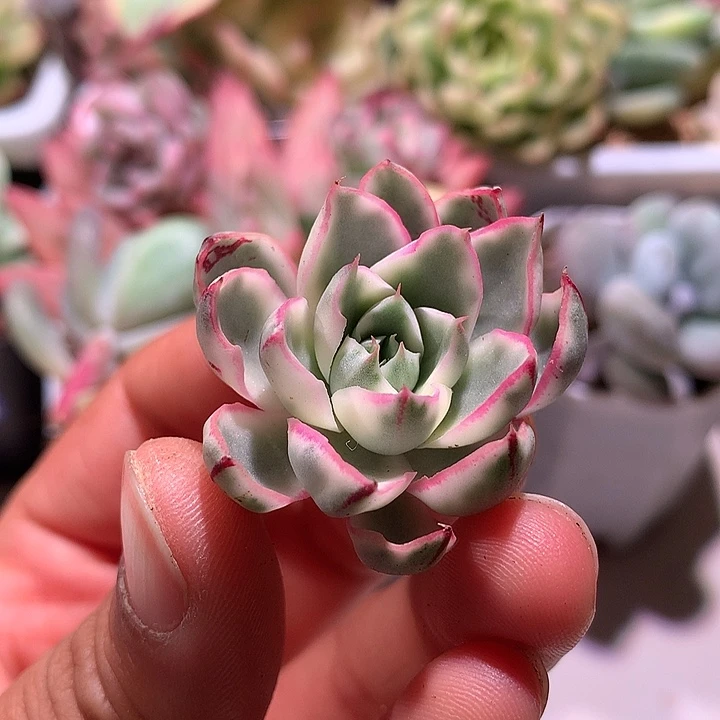 阿吉塔玫瑰腹轮锦