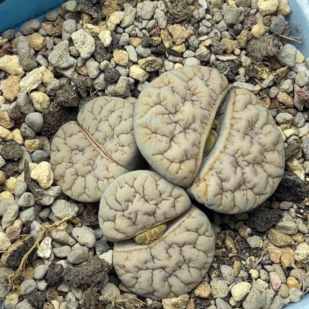 0970三头荒群一颗