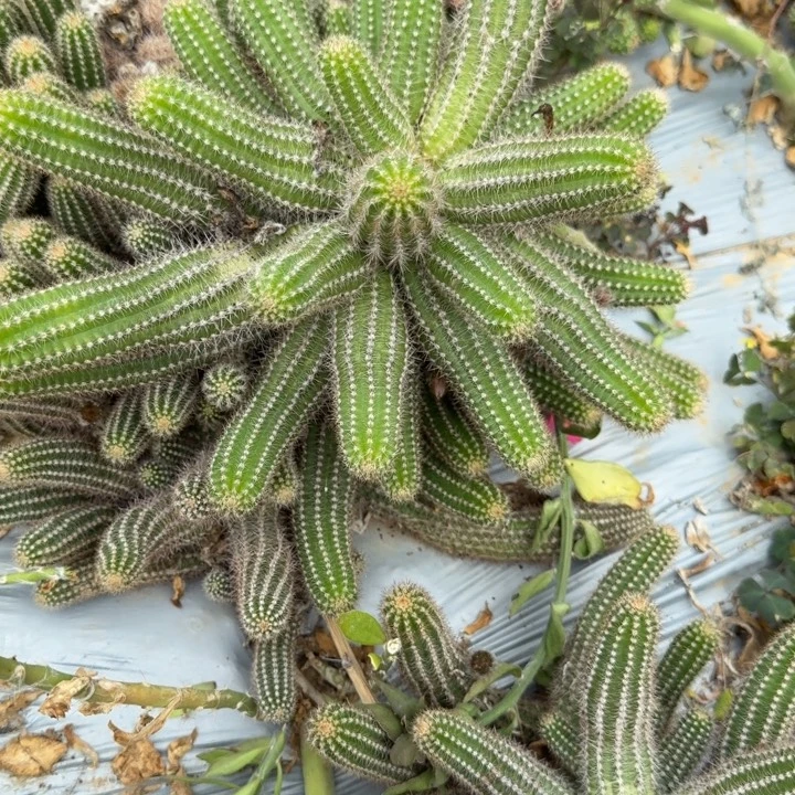 h***a白檀仙人掌311白檀716