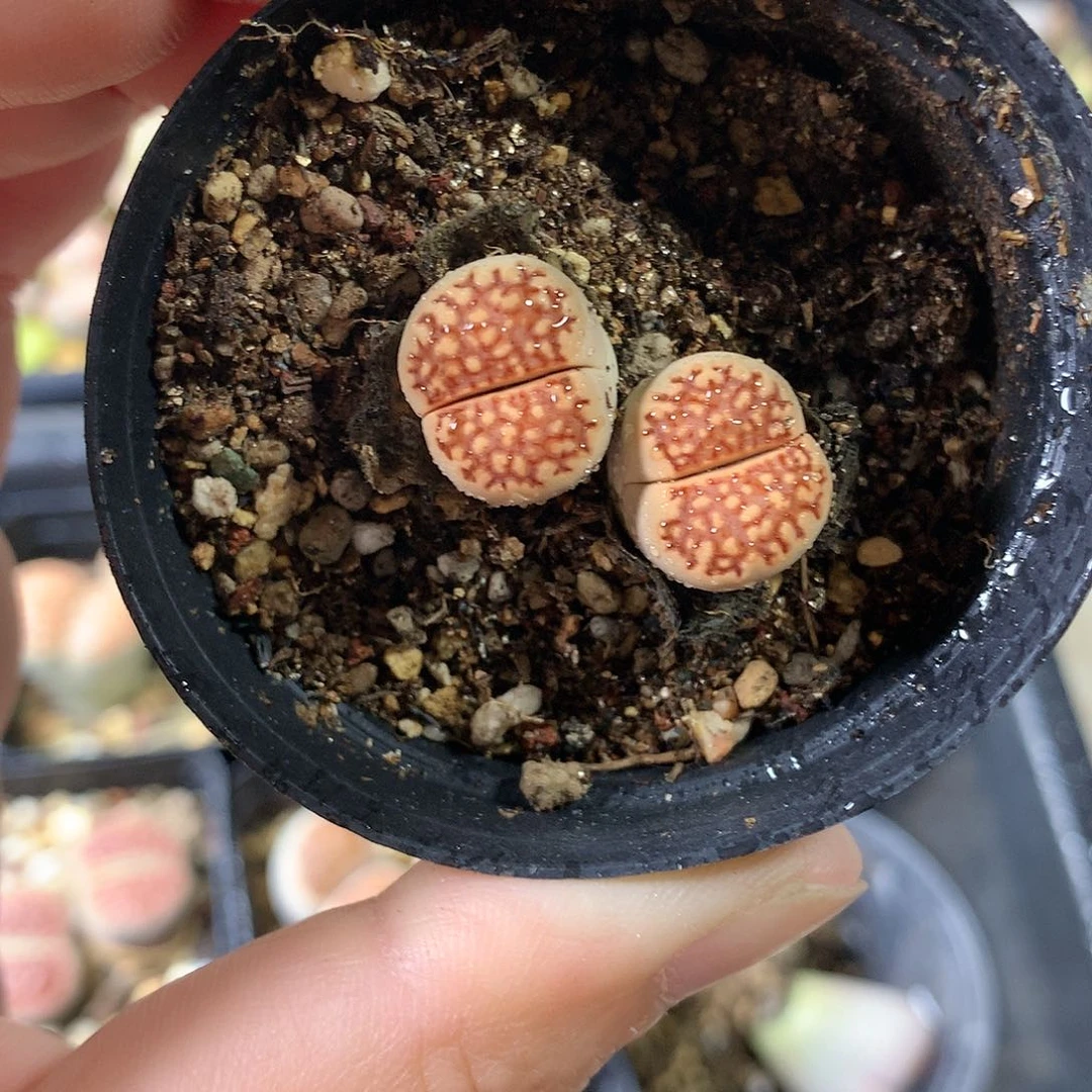 G427多肉植物保护研究所