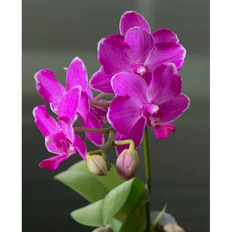 带香味【红水晶】蝴蝶兰  2.8寸杯带花剑