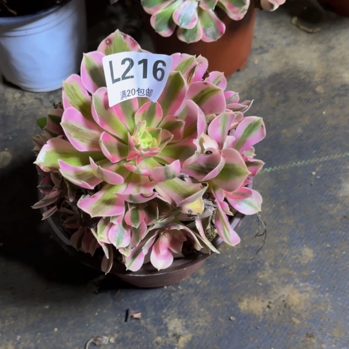 瑞妈多肉植物园216.