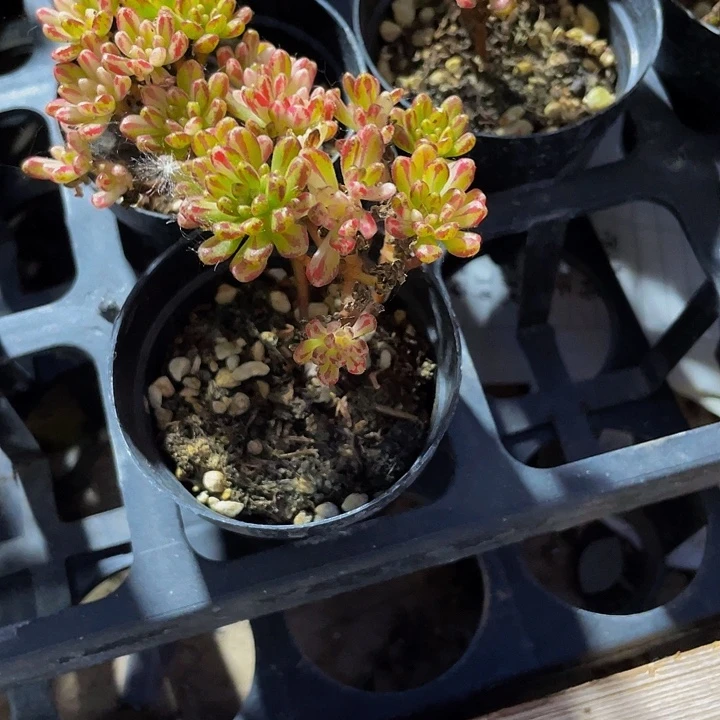 小人姬锦4.8带哦土发