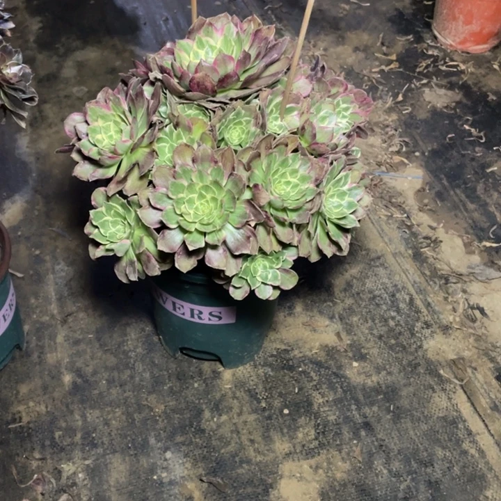 55水蜜桃多肉植物多肉多肉