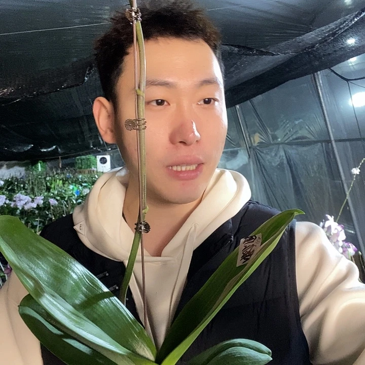 无花朵大展宏图蝴蝶兰