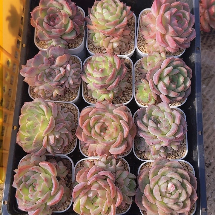 花时光精品多肉21