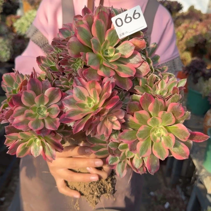 糖果女巫法师锦缀化有伤砍过有伤不包损066