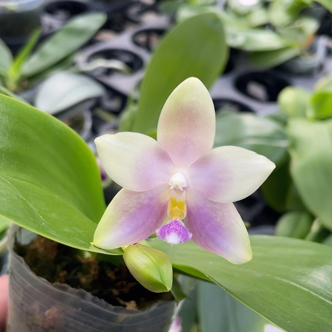 完全开放荧光珍2.5寸