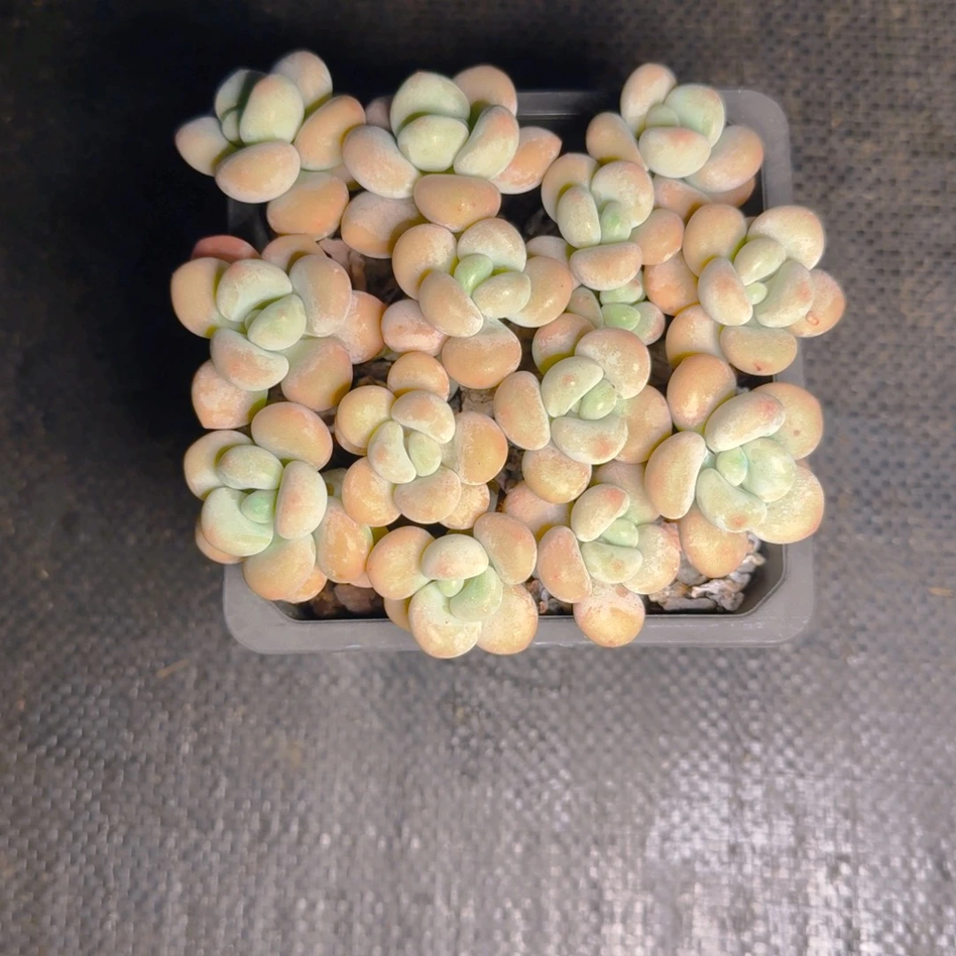 柏***妍柏妍发货多肉11111111