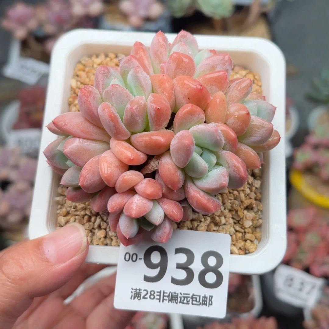 芙丽朵多肉多肉多