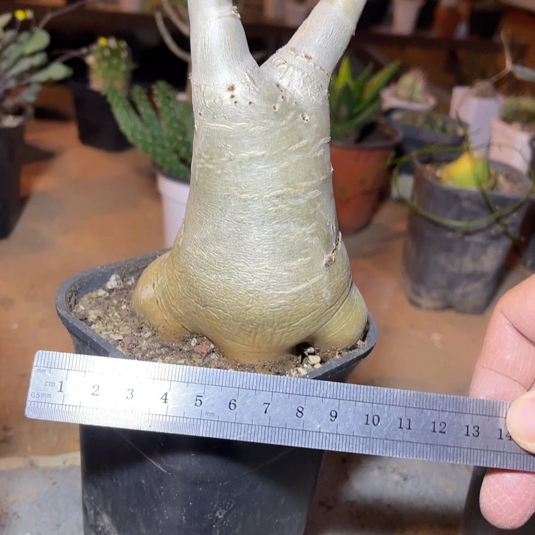 实生祖提葡萄翁块根一物一拍