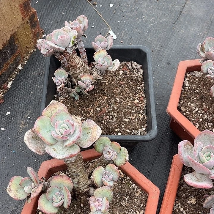 小***苏572四棵白凤脱土发货不退不换