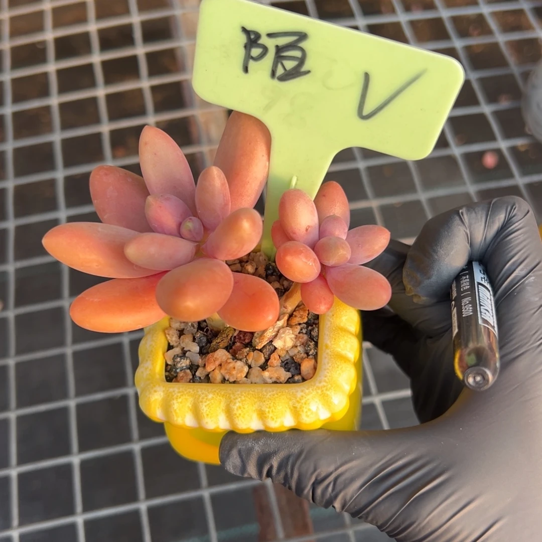 陌***〜带盆糖果111111111111