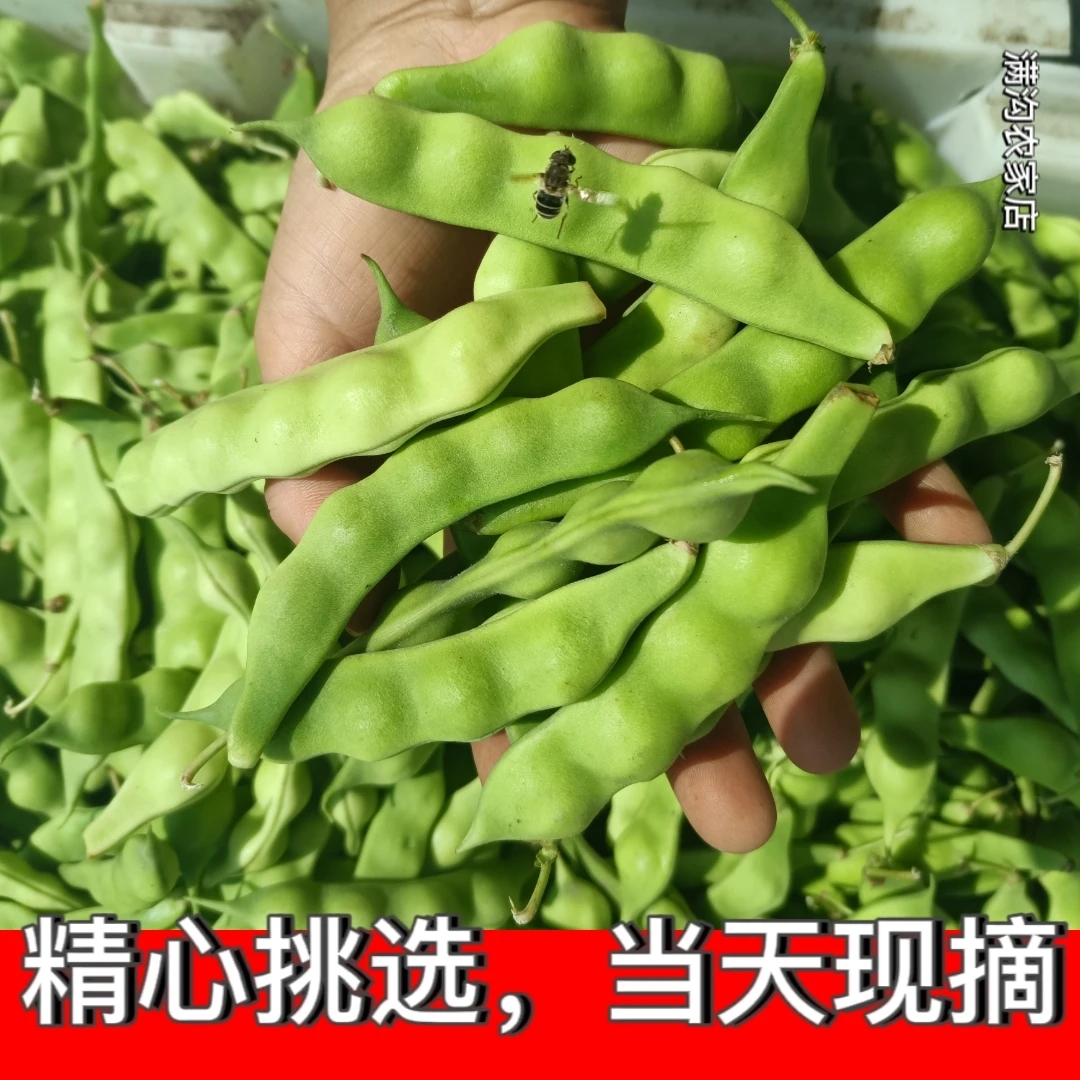 东北特产油豆角花生几豆角现摘现发农家自种开锅烂时令蔬菜